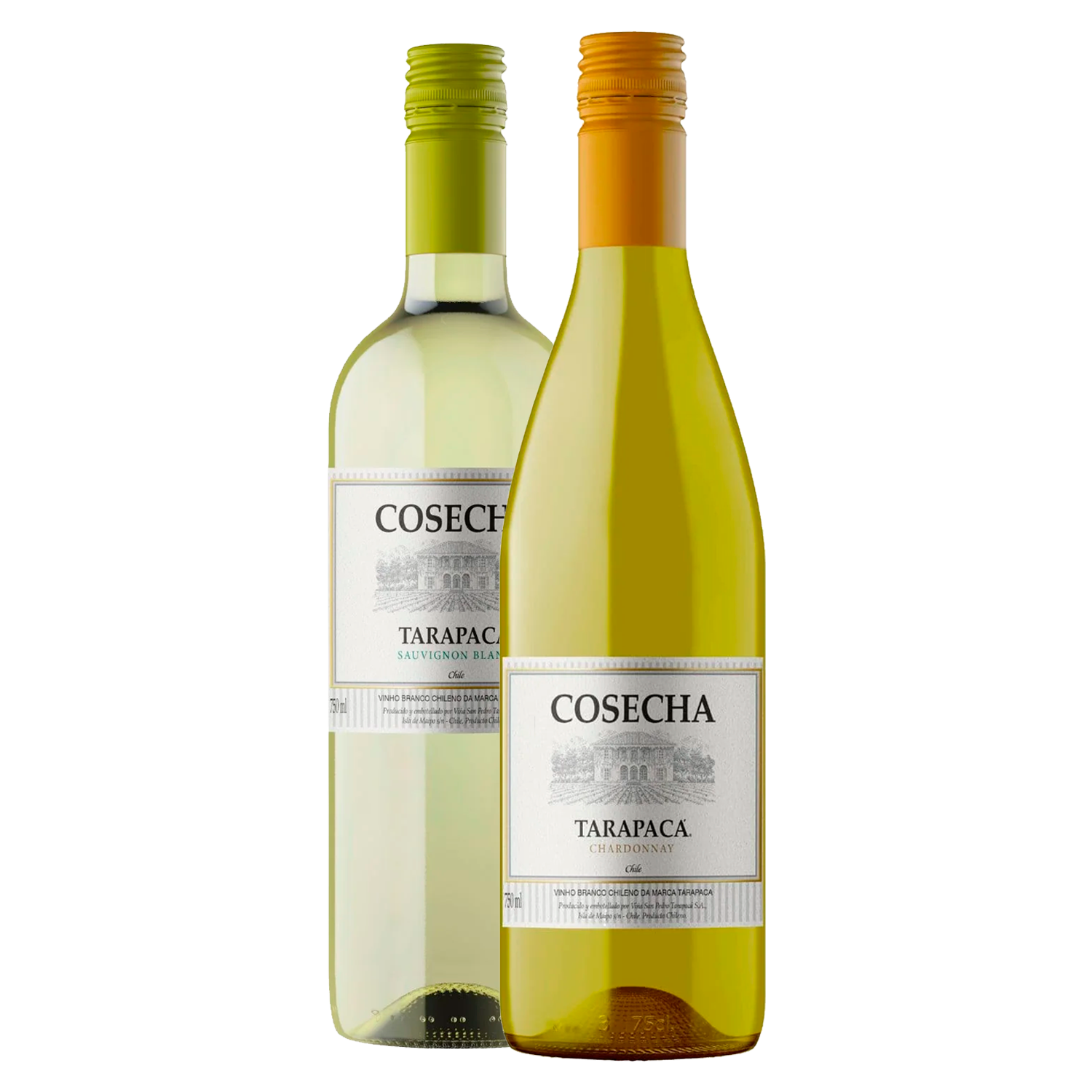 Duo Brancos Tarapacá Cosecha